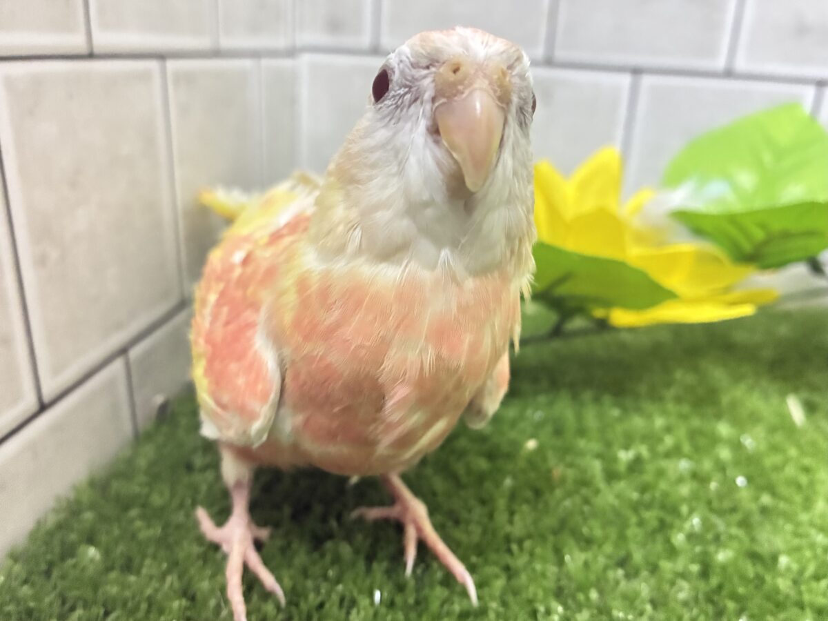 アキクサインコ（秋草インコ）