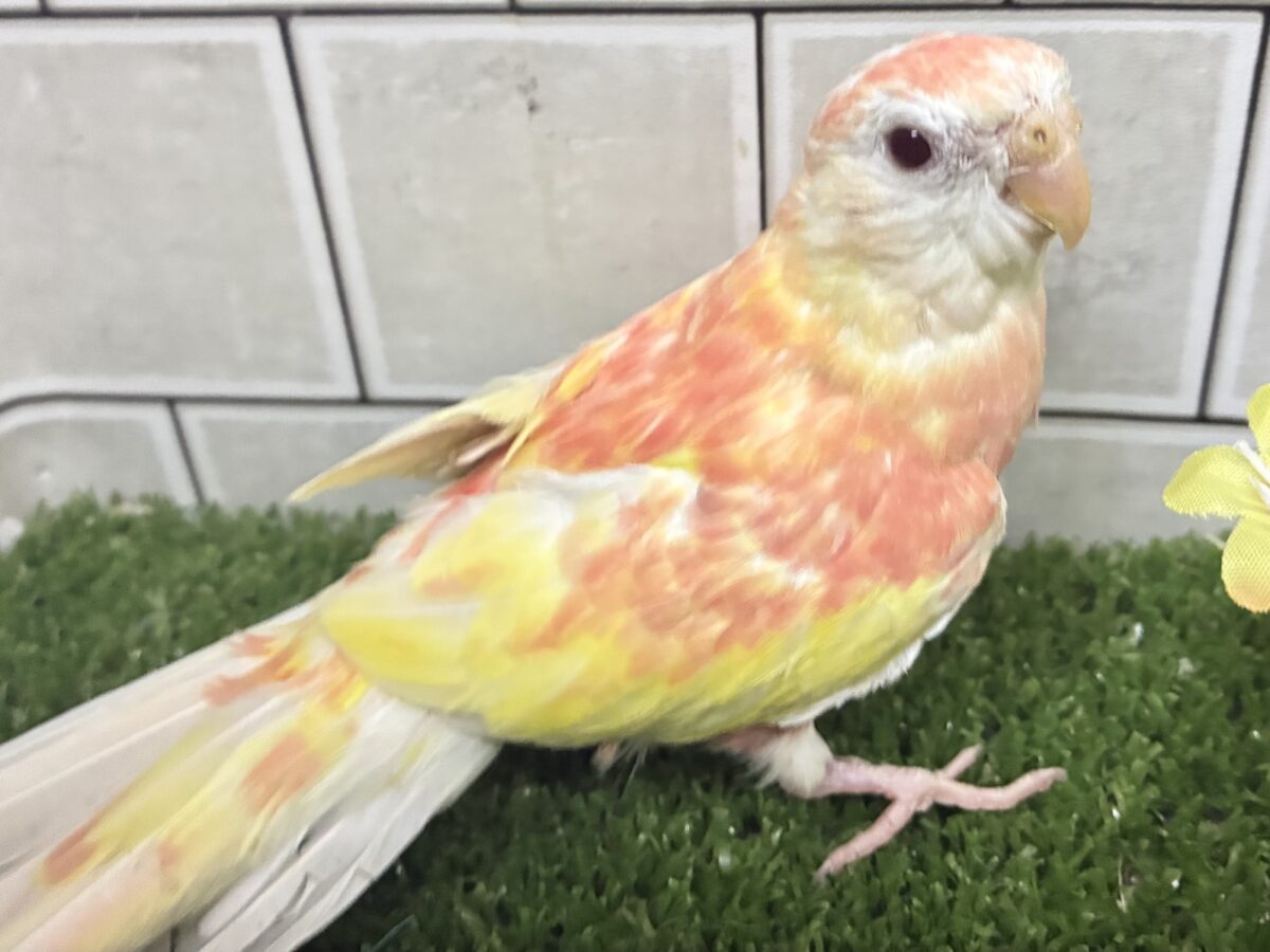 アキクサインコ（秋草インコ）