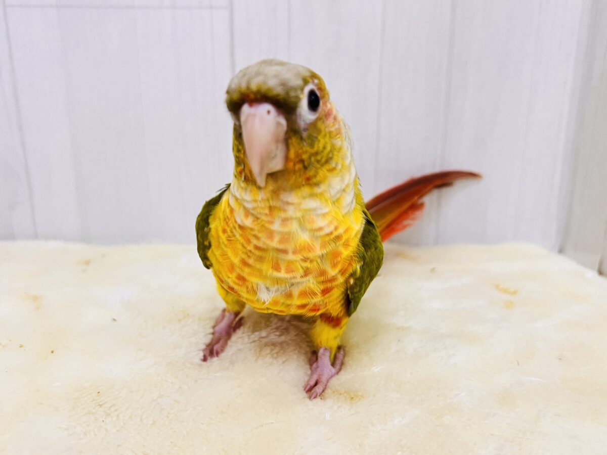 ホオミドリウロコインコ
