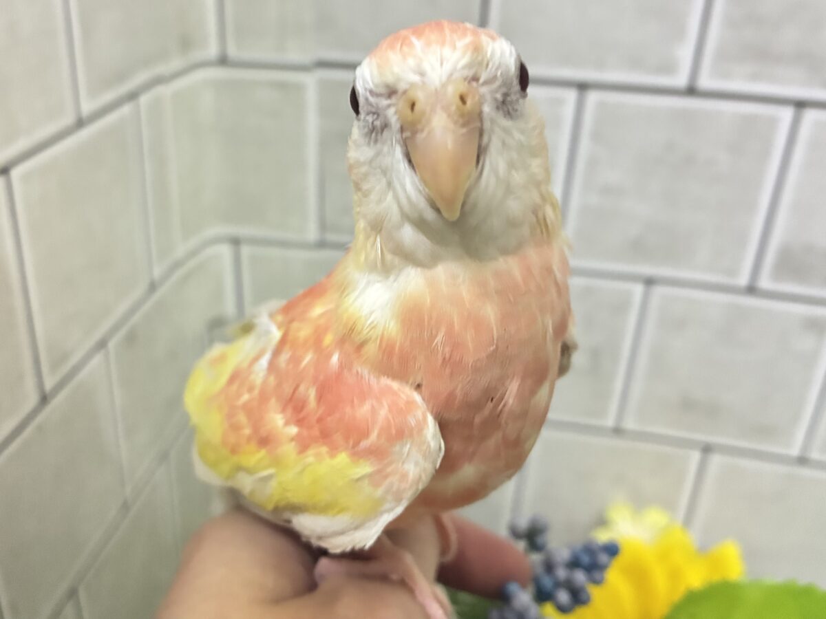 アキクサインコ（秋草インコ）