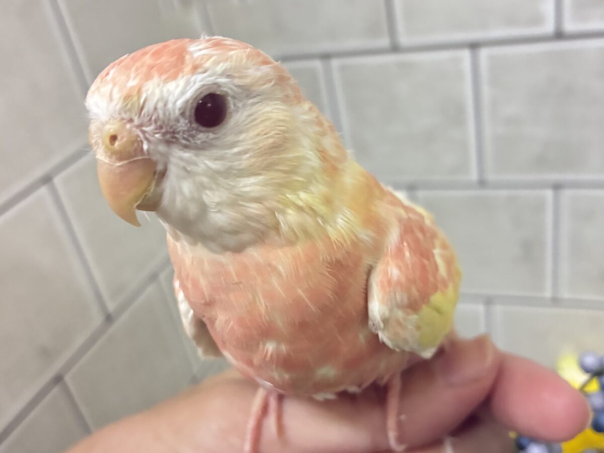 ✨最新画像✨ﾌｽﾌｽ🌸⋆*ぴちぴちピーチメルバ🍑🍰アキクサインコ(ルビノー/2026年4月生まれ)