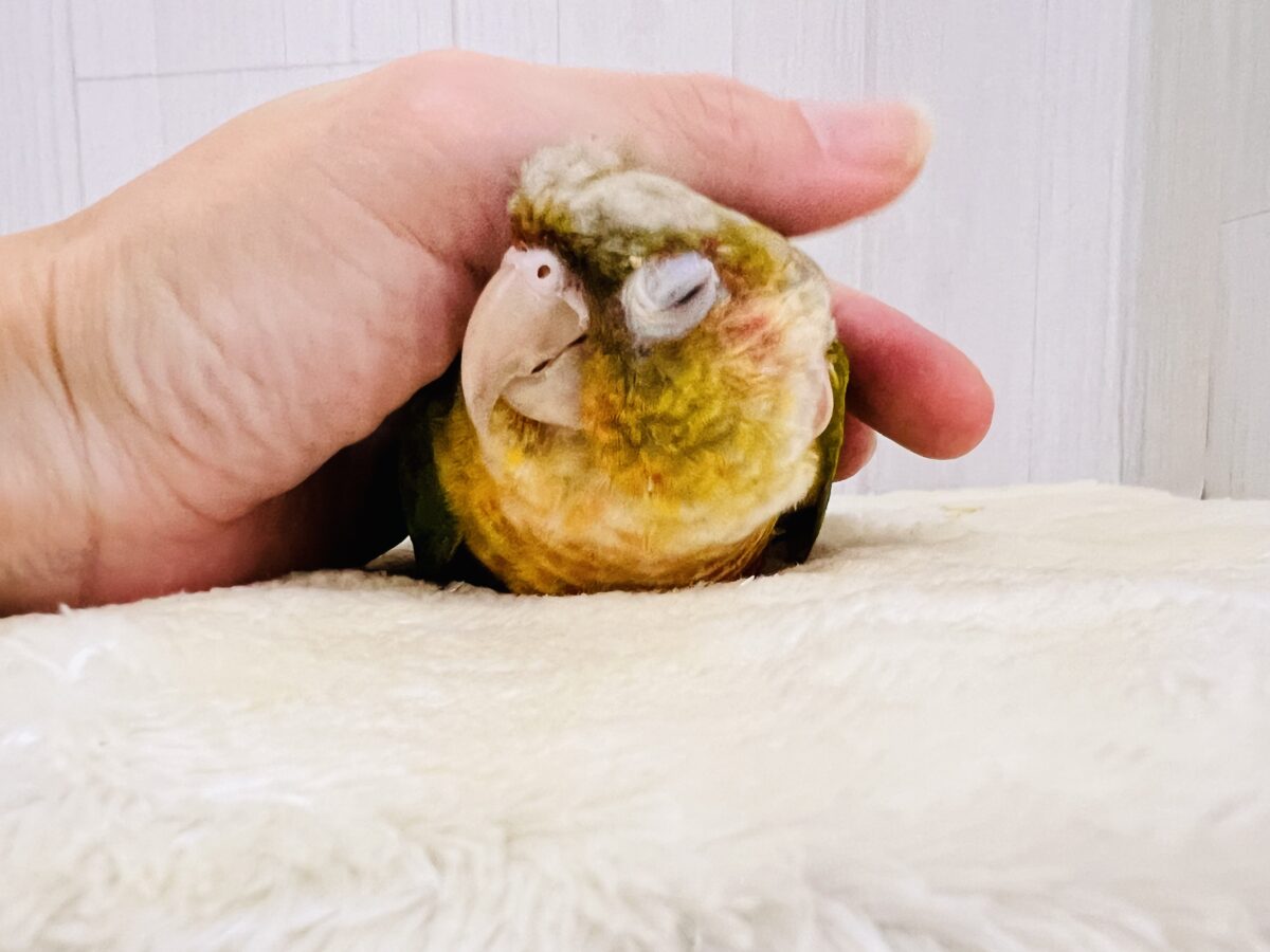ホオミドリウロコインコ