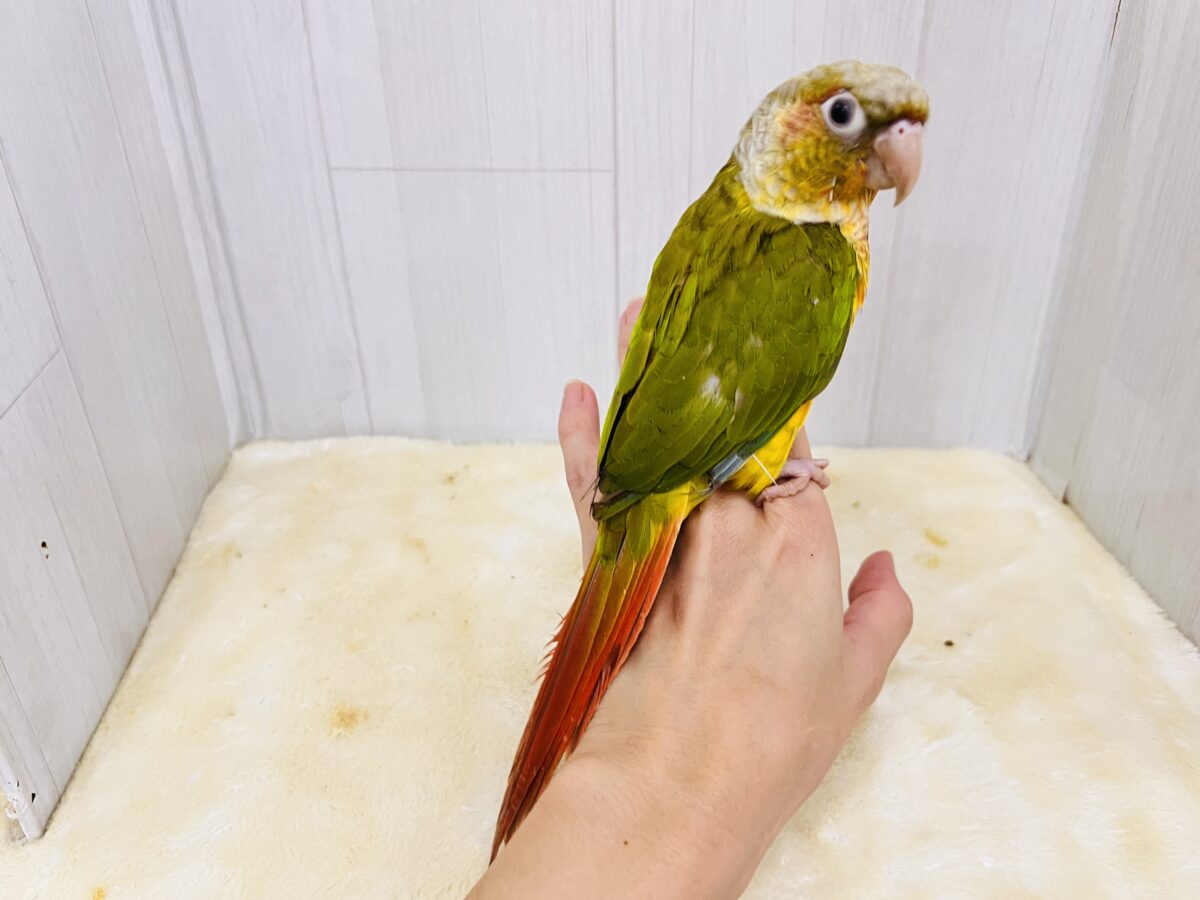 ホオミドリウロコインコ
