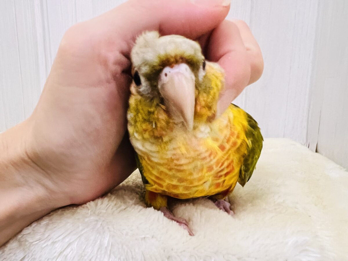 ホオミドリウロコインコ