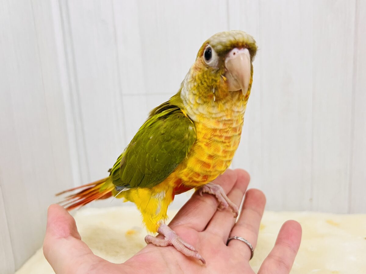 ホオミドリウロコインコ