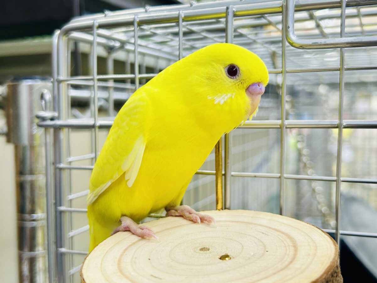 最新画像更新】朽ちない！(^∞^)無限の向日葵畑🌻*.ﾟセキセイインコ