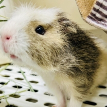 【最新画像更新☆☆】おしゃれにマ～キマキ( *´艸｀)　テッセルモルモット