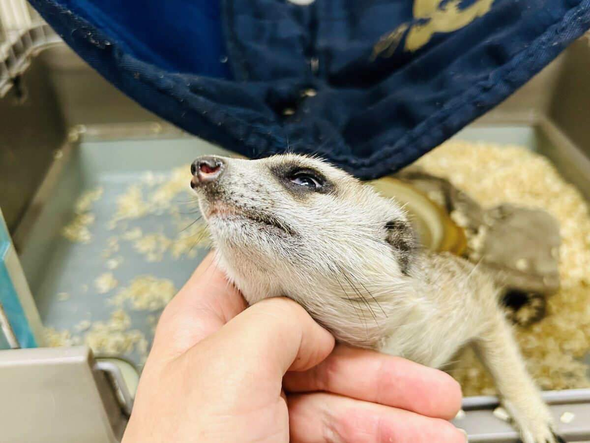 甘えられる人を探してキョロキョロ👀　ミーアキャット