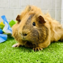 【最新画像更新☆☆】このコはもしやおしゃれカツラ？？　ぺルビアンモルモット