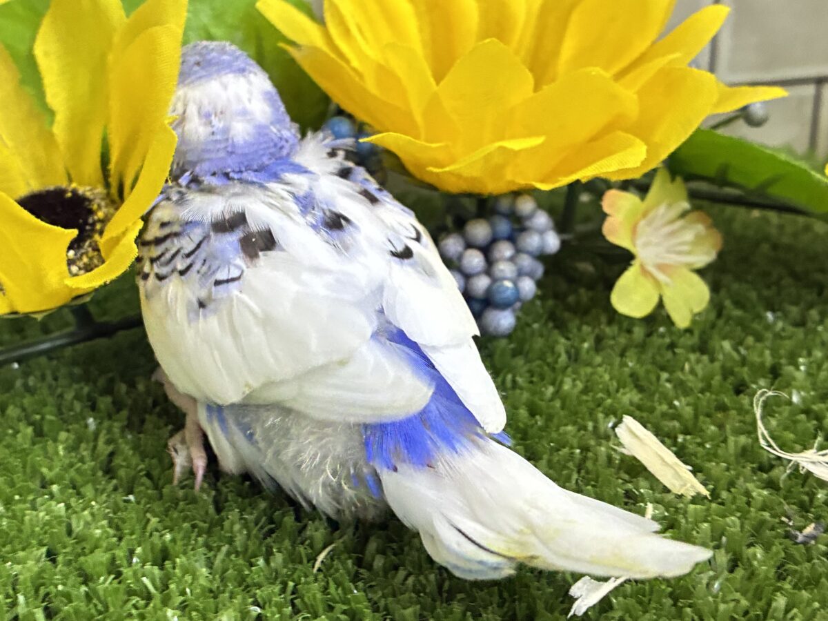 セキセイインコ