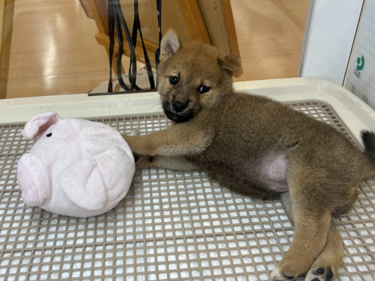 柴犬