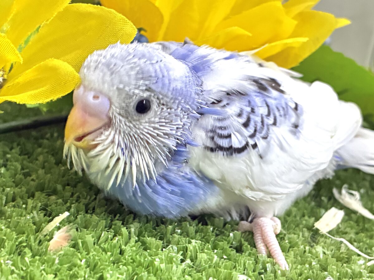 セキセイインコ