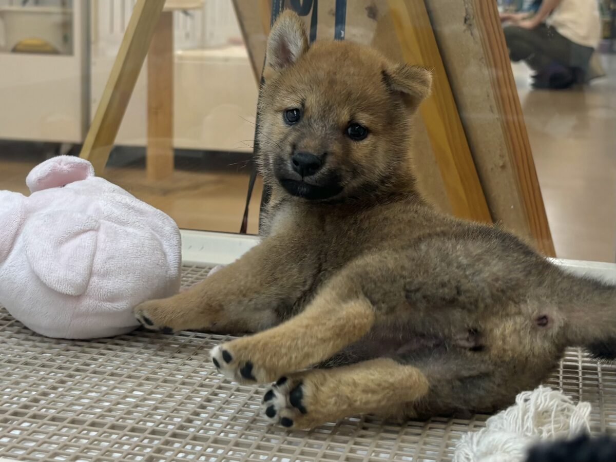 柴犬
