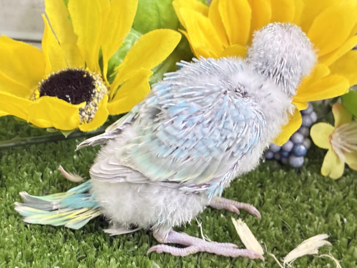 セキセイインコ