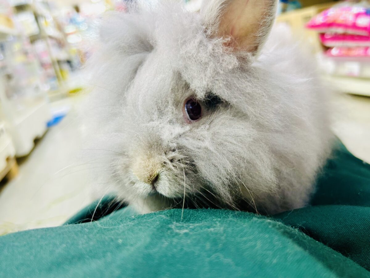 アンゴララビット