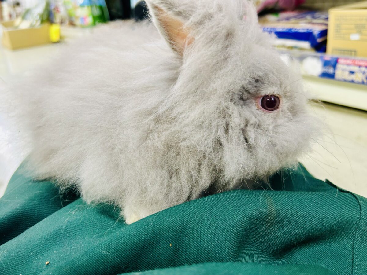 アンゴララビット