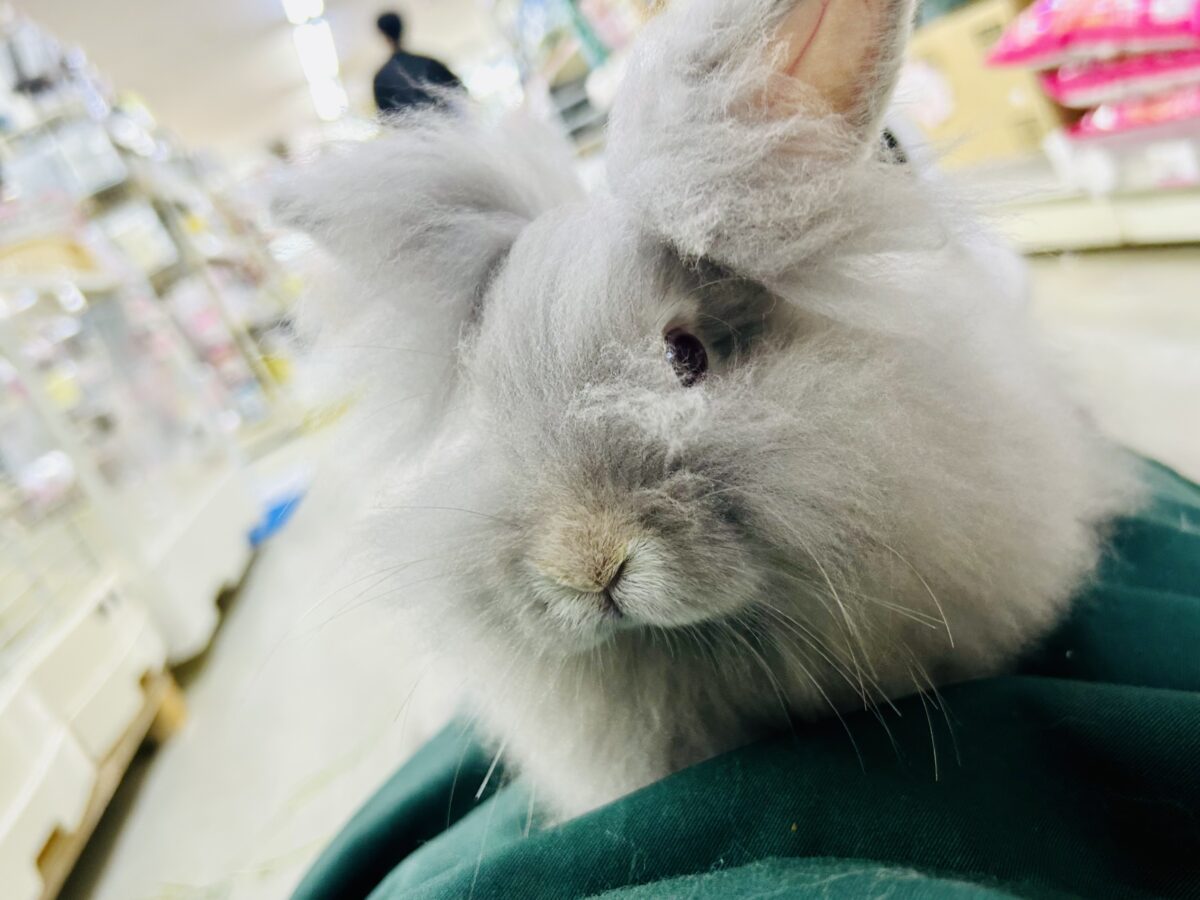 アンゴララビット