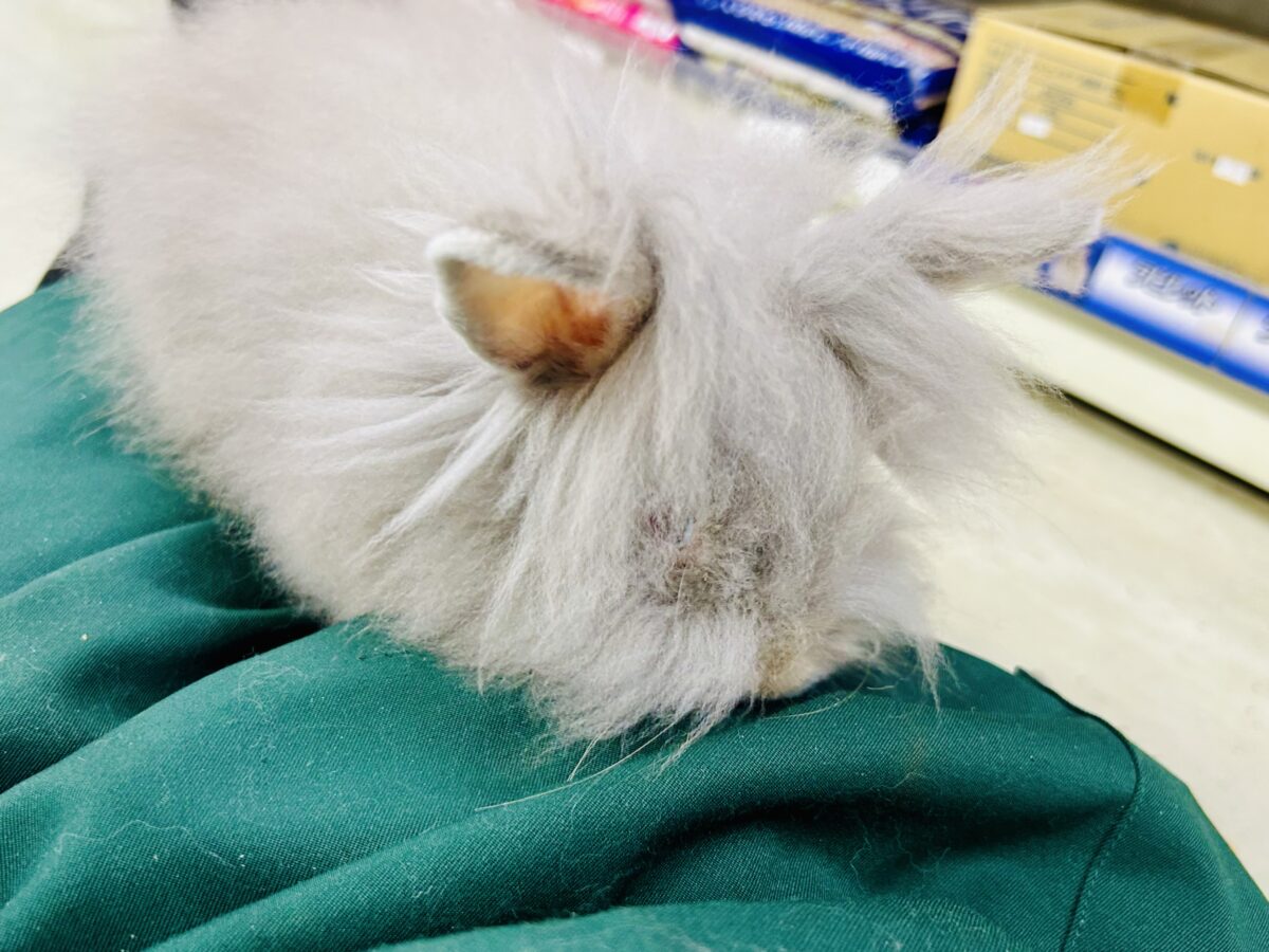 アンゴララビット