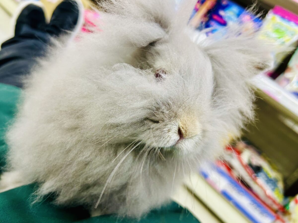 アンゴララビット