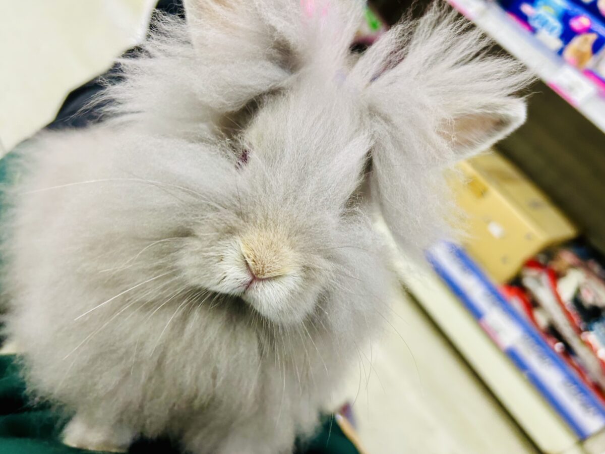 アンゴララビット