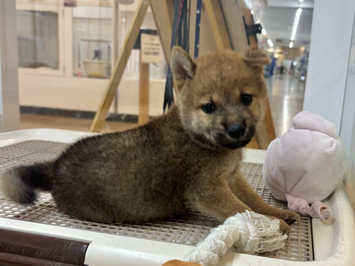柴犬