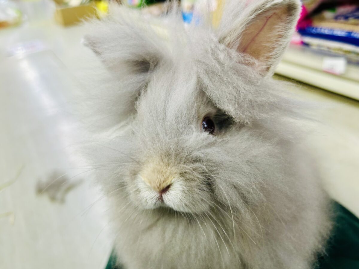 【最新画像更新☆☆】もっしゃもしゃのふっわふわ☁　アンゴラウサギ