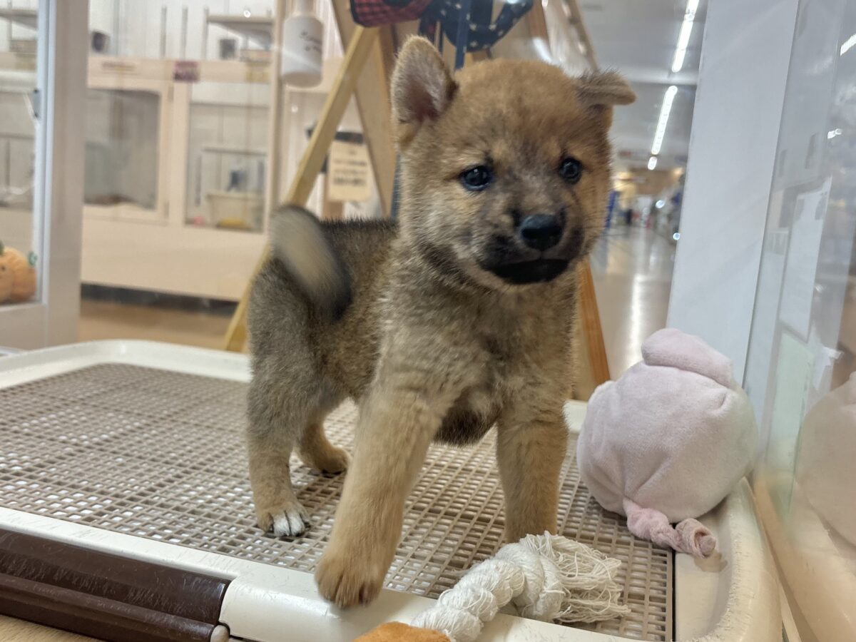 柴犬