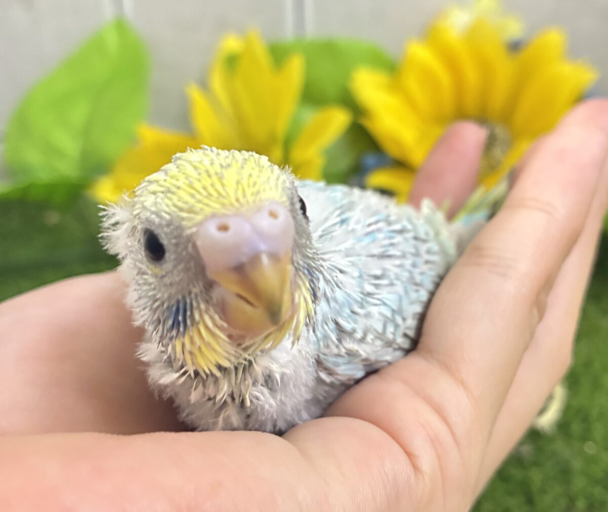 セキセイインコ