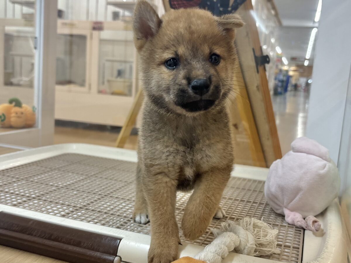 柴犬