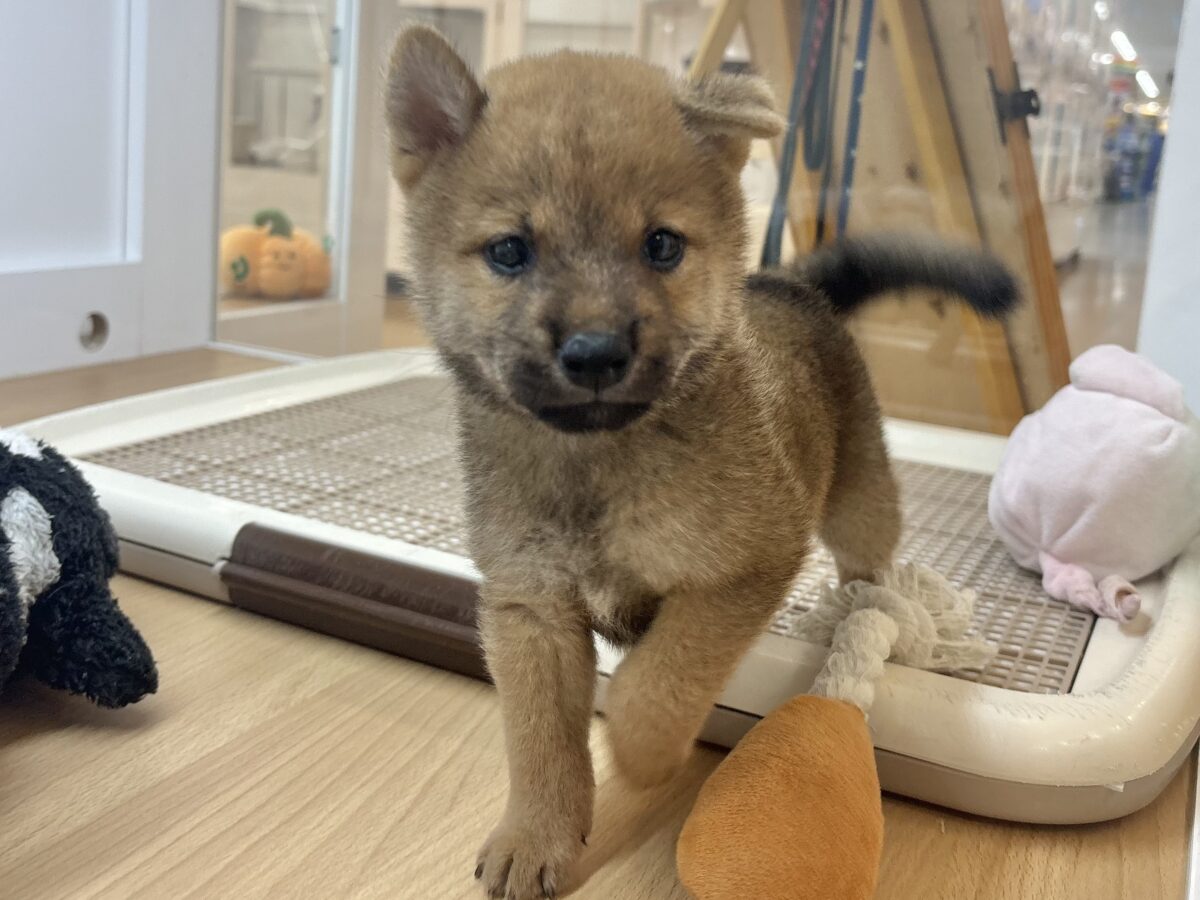 尻尾の止め方忘れました！！柴犬ちゃん！