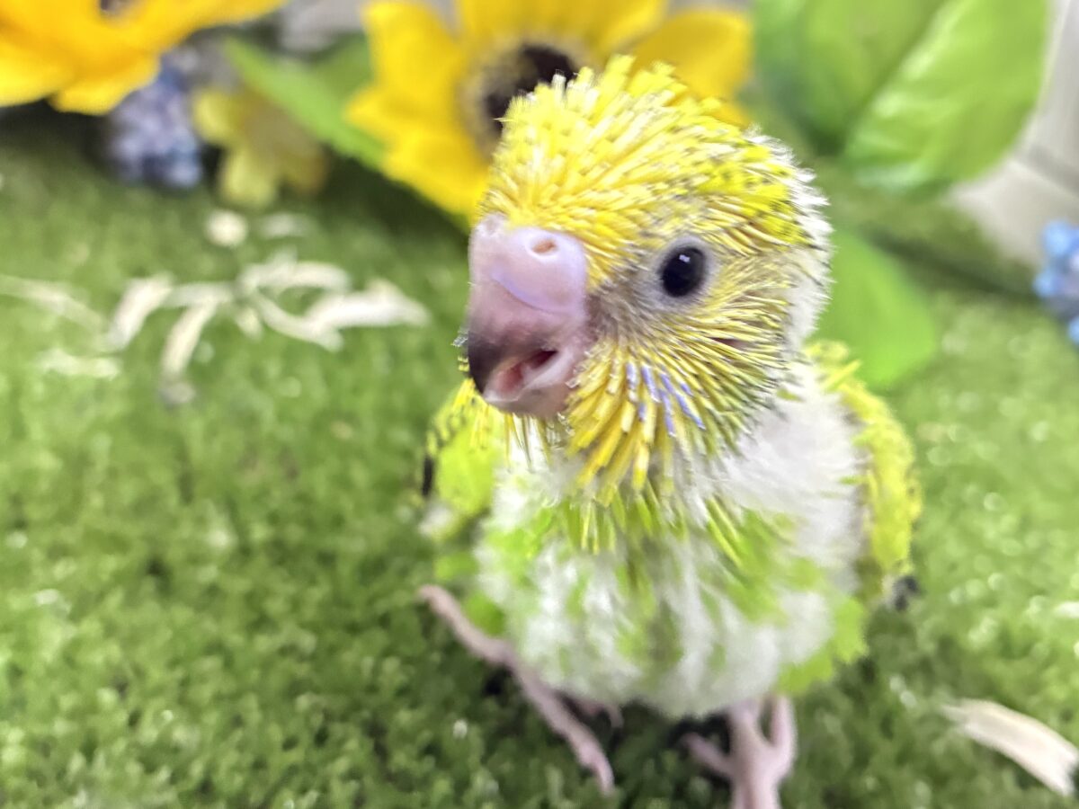 セキセイインコ