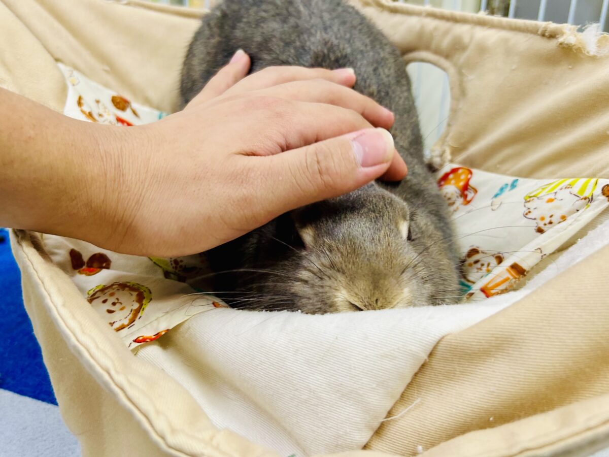 ネザーランドドワーフ