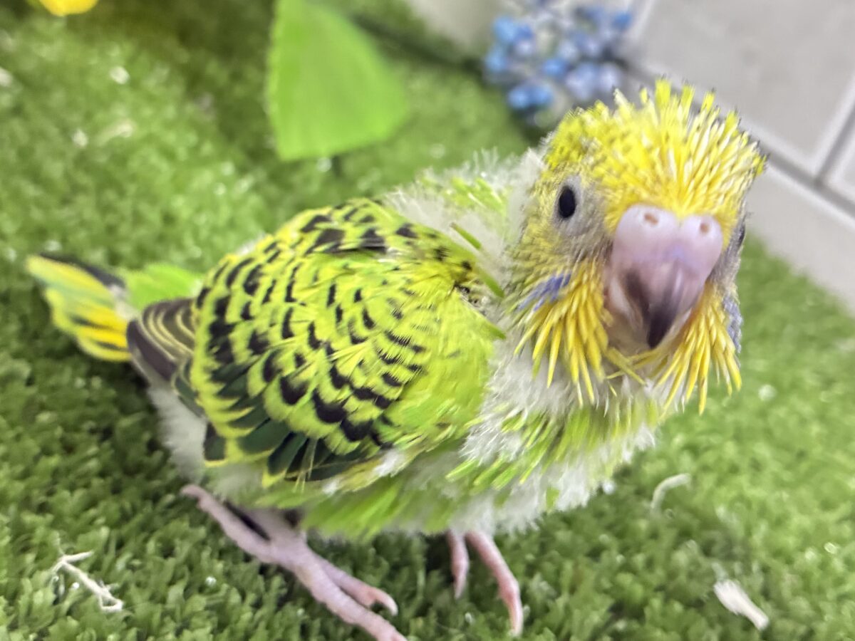 セキセイインコ