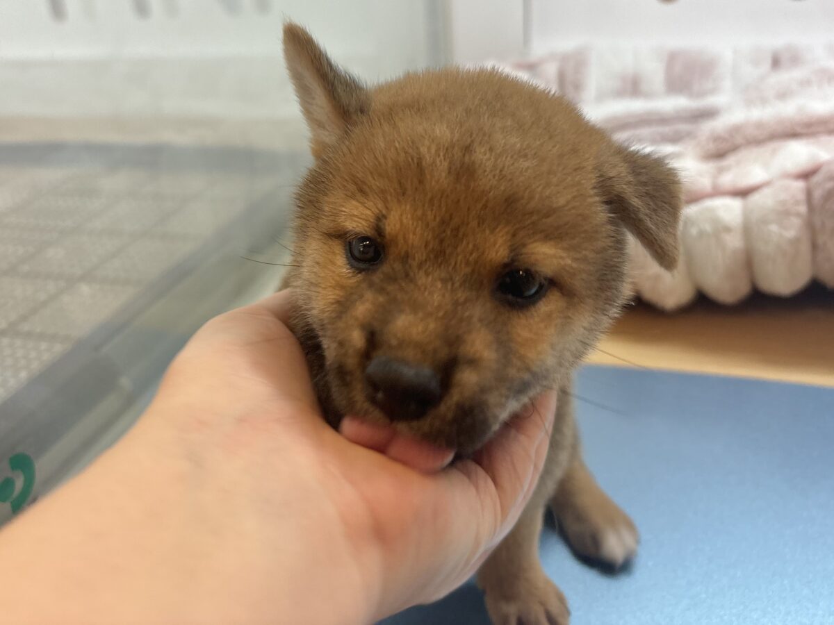 柴犬