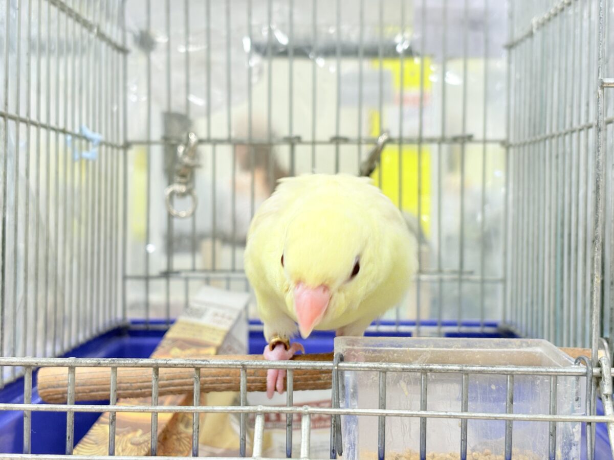 サザナミインコ
