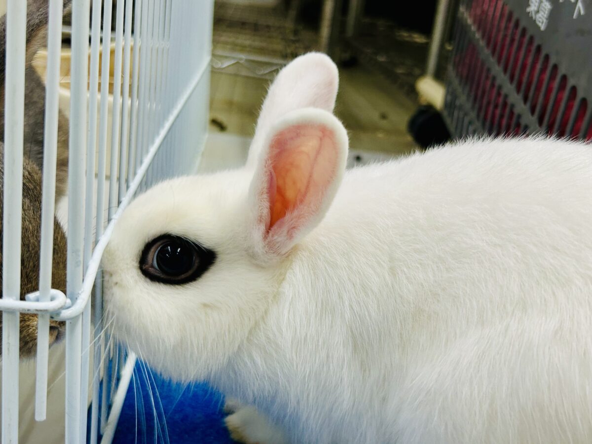 ドワーフホト