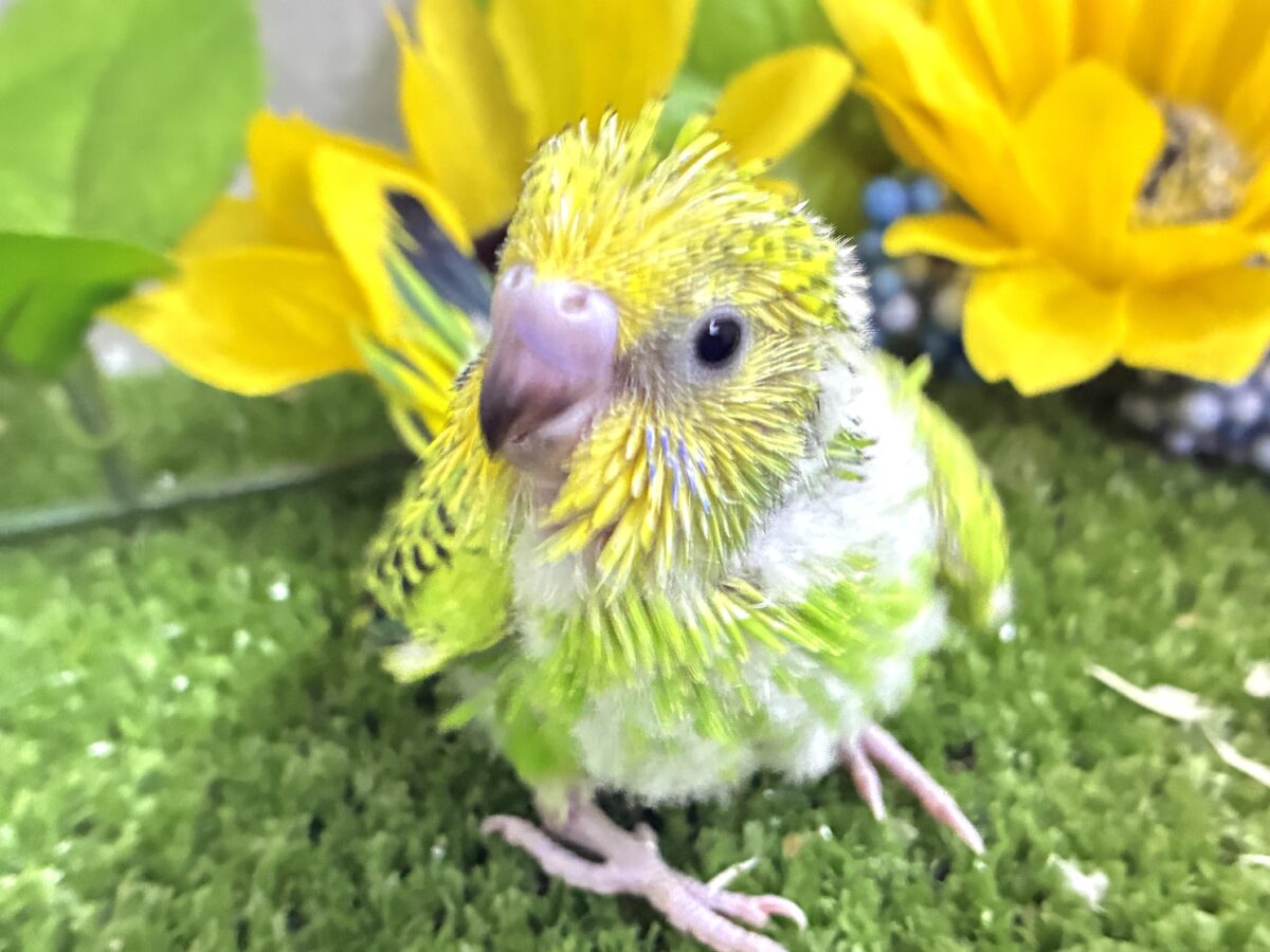 セキセイインコ