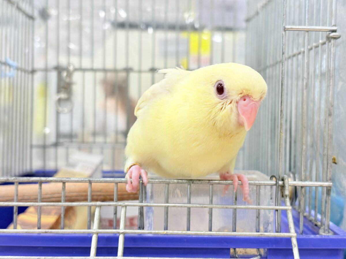 サザナミインコ