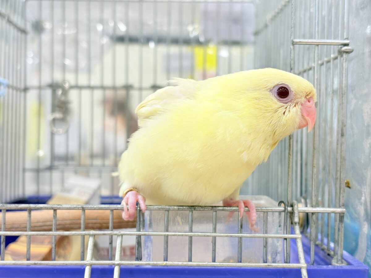 サザナミインコ