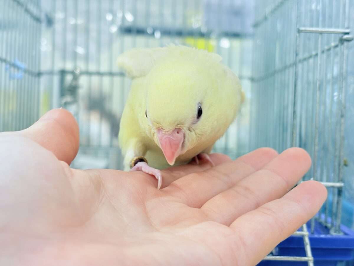 サザナミインコ