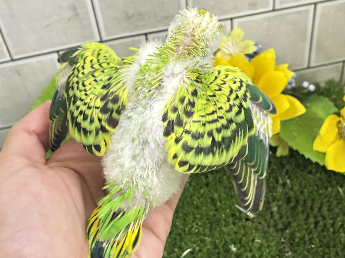 セキセイインコ