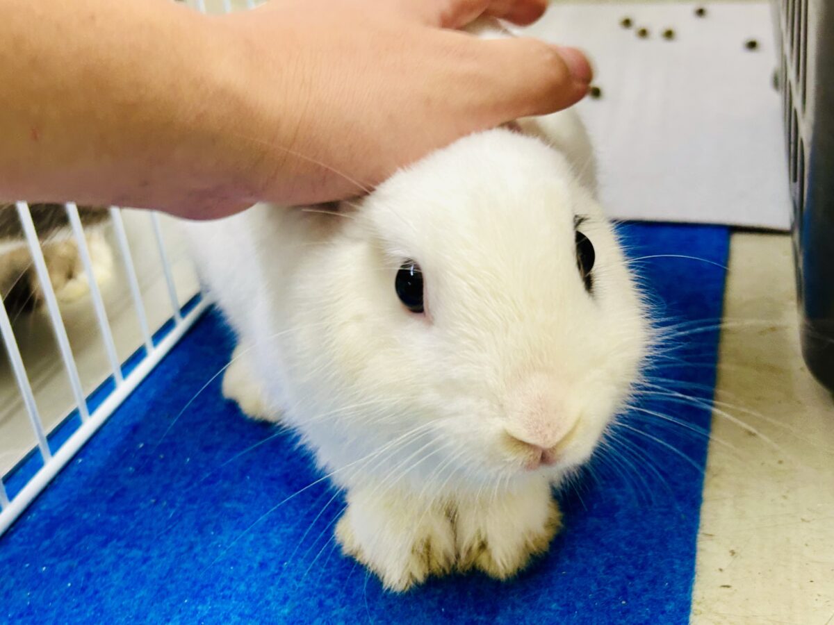 ドワーフホト
