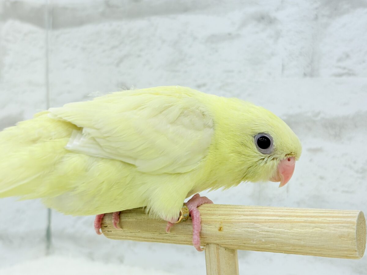 サザナミインコ