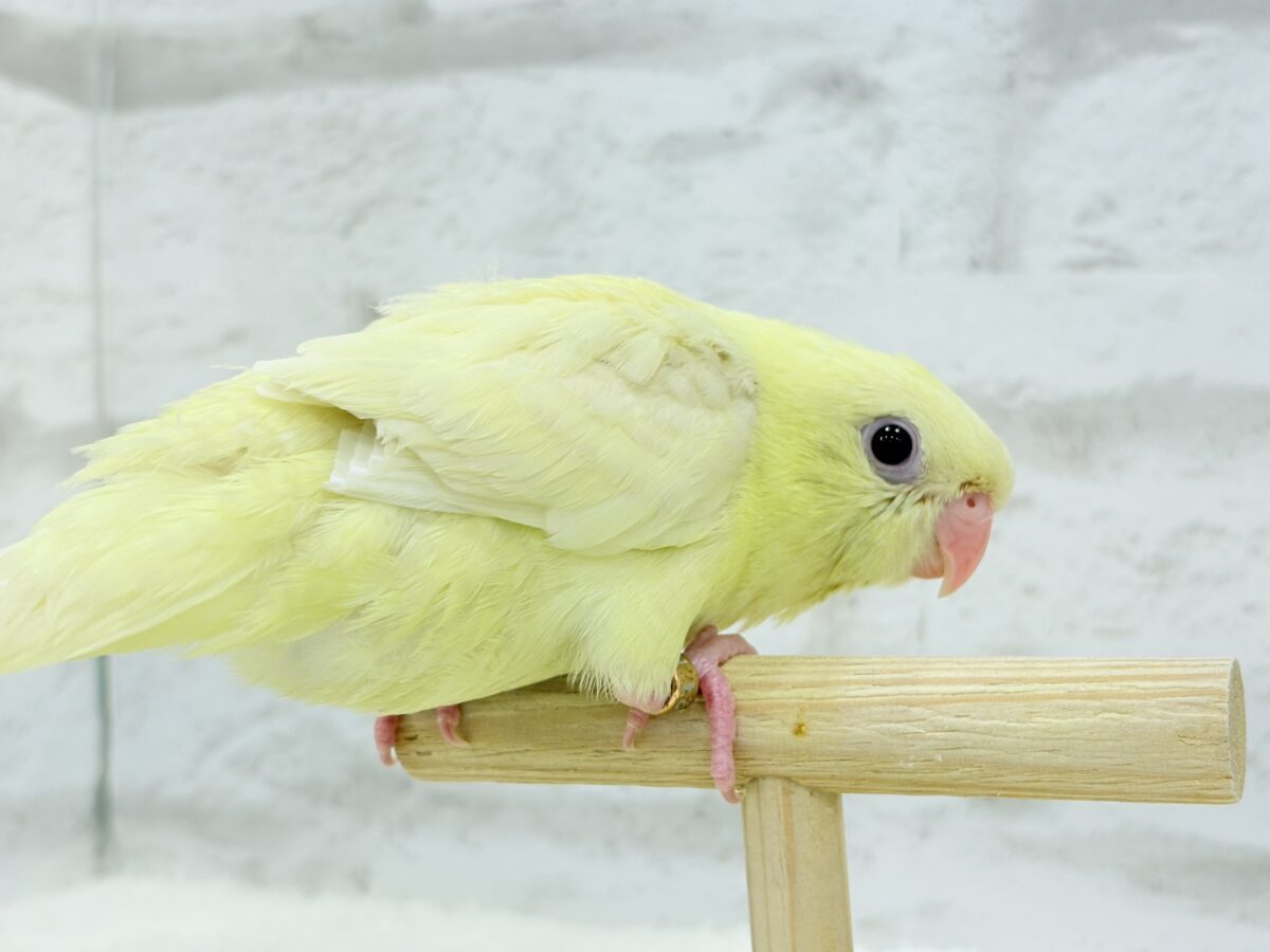 サザナミインコ