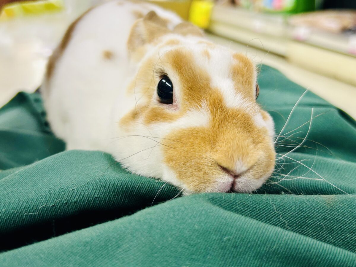 【最新画像更新☆☆】ツルスベボディの甘えん坊ちゃん(*’ω’*)　ミニレッキス