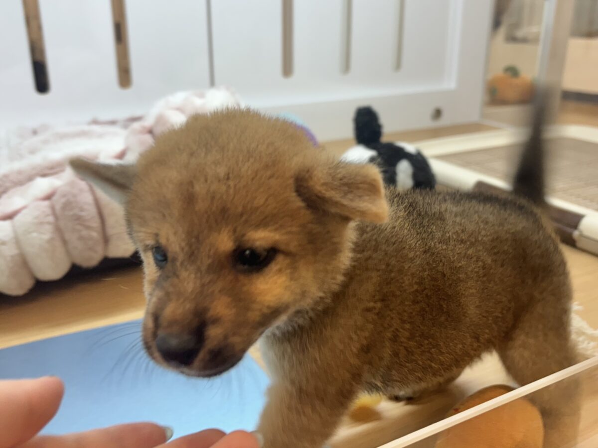 柴犬
