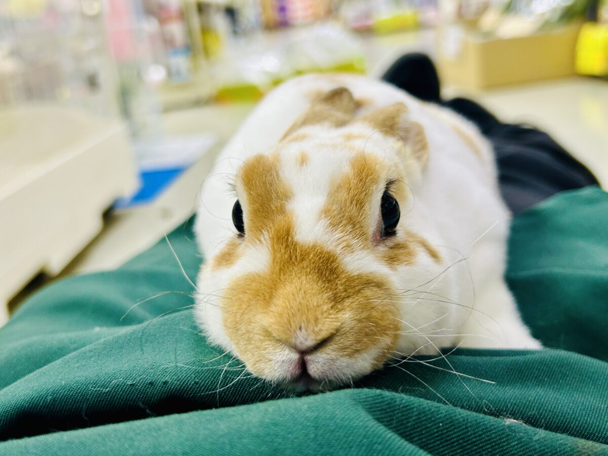 ミニレッキス