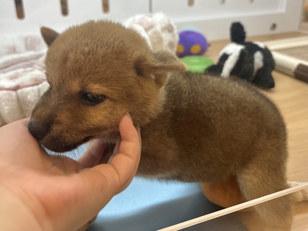 柴犬