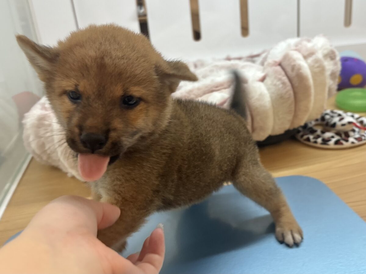柴犬