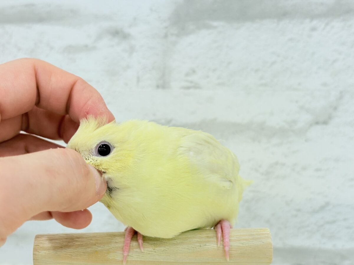 サザナミインコ